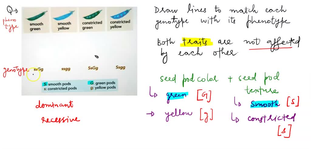 solved-what-lines-up-with-this-two-factor-crosses-mendel-knew-that