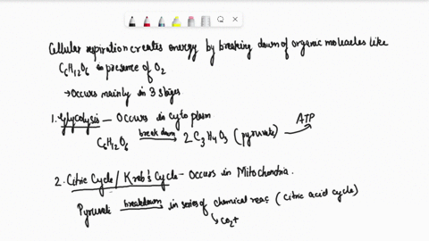 how-do-the-process-of-cellular-respiration-create-energy-49326