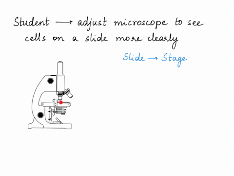 describe-how-a-student-should-adjust-the-microscope-to-see-the-cells-on-a-slide-more-clearly-74987