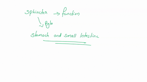 the-function-of-the-sphincter-between-the-stomach-and-small-intestine-ietain-release-chyme-pancreatic-the-ii-until-into-pepsin-the-duodenum-digestion-when-hi-l-release-periodically-bile-into-21827