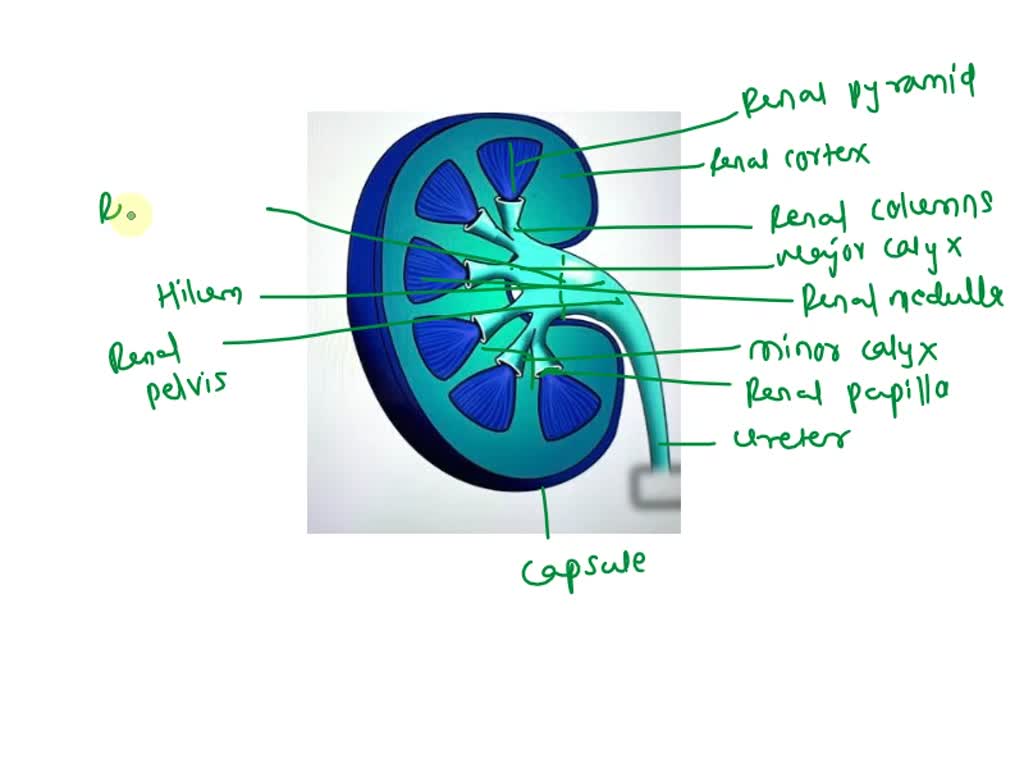 SOLVED: Fill in the following illustration using the terms provided ...