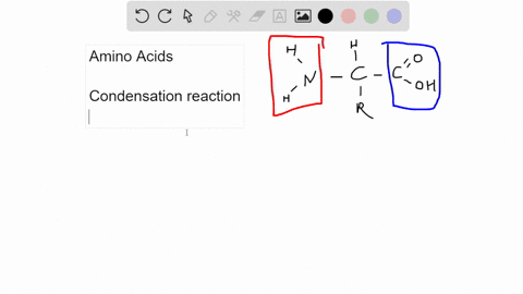 describe-how-the-structure-of-amino-acids-allows-them-to-be-linked-into-long-peptide-chains-to-form-proteins