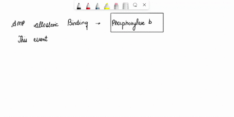 in-muscle-tissue-the-ratio-of-phosphorylase-to-phosphorylase-b-determines-the-rate-of-conversion-of-glycogen-to-glucose-1-phosphate-classify-how-each-event-affects-the-rate-of-glycogen-break-77246