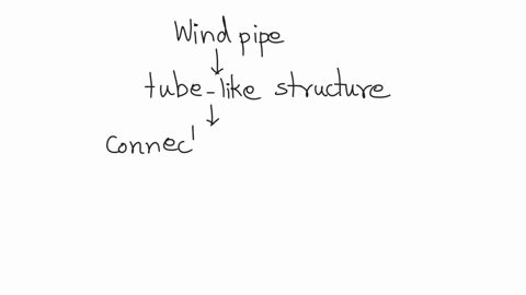 which-structure-is-also-called-the-windpipe-athe-pharynx-bthe-larynx-cthe-trachea-dthe-bronchus-52117