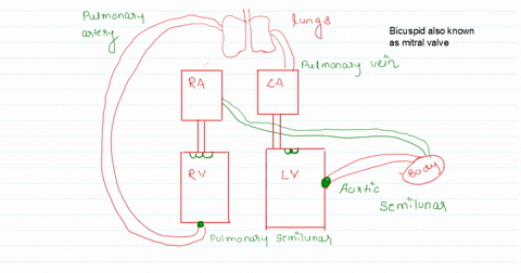 which-of-the-following-lists-the-valves-in-the-order-through-which-the-blood-flows-from-the-vena-cav-93122