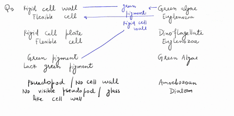 3-8-pts-e-below-ribosome-5-is-a-diagram-during-transl_-of-two-trnas-and-an-mrna-in-the-active-site-of-the-sequence-of-lation-of-the-mrna-into-protein-threc-leotides-from-the-each-trna-are-sh-73044