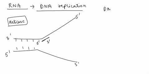 why-rna-primer-necessary-for-dna-replication-the-rna-primer-necessary-for-the-activity-of-dna-ligase-the-rna-primer-creates-the-ends-the-strand_-dna-polymerase-only-add-nucleotides-rna-molec-73424