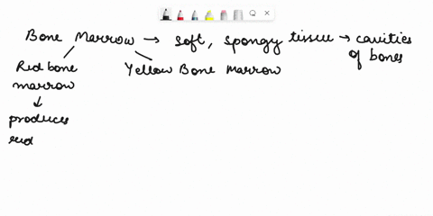 where-is-fat-stored-in-the-bone-red-bone-marrow-yellow-bone-marrow-spongy-bone-compact-bone-33082