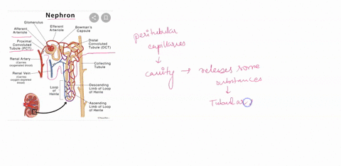 some-substances-move-out-of-the-peritubular-capillaries-and-are-moved-into-the-nephron-during-_____-65832