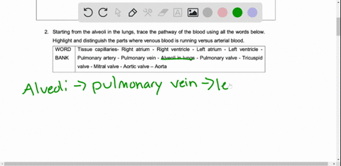 starting-from-the-oxygen-rich-environment-air-trace-the-pathway-of-the-air-exchange-by-the-respiratory-system-using-all-the-words-below-highlight-where-oxygen-and-carbon-dioxide-exchange-hap-18632