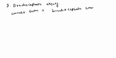 which-vessel-does-not-belong-a-right-common-carotid-artery-b-left-common-carotid-artery-c-left-subclavian-artery-d-branchiocephalic-artery-explain-your-reasoning-10567