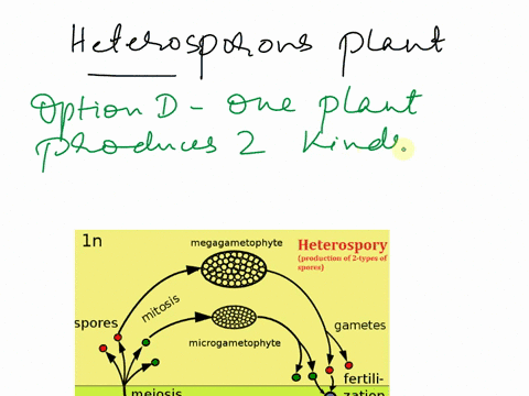 a-heterosporous-plant-is-one-that-a-produces-a-gametophyte-that-bears-both-sex-organs-b-produces-microspores-and-megaspores-giving-rise-to-separate-male-and-female-gametophytes-c-is-a-seedle-63645