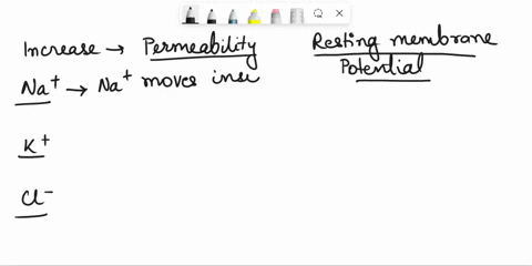 predict-how-an-increase-in-the-permeability-of-the-membrane-to-specific-ions-like-sodium-potassium-and-chloride-will-influence-the-resting-membrane-potential-rmp-discuss-the-changes-in-the-r-44058