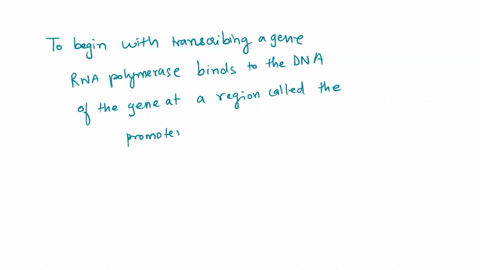 51-_-the-nucleotide-sequence-that-tells-rna-polymerase-where-to-start-synthesizing-rna-is-called-a-a-5-cap-6-promoter-c-origin-of-rcplication-d-transcription-factor-e-stop-codon_-52-the-scqu-57202