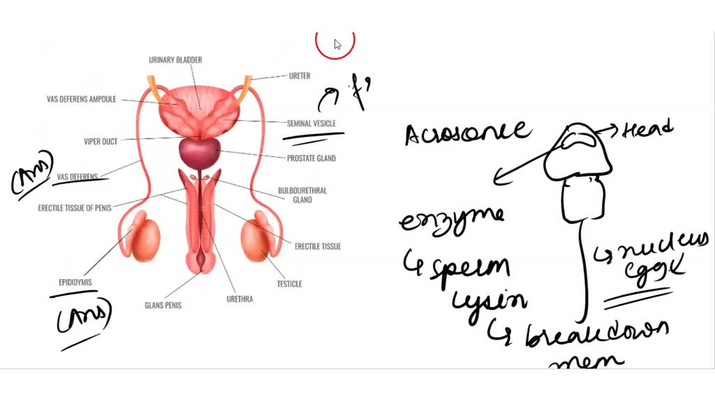 solved-chlu-beorodluxtive-systems-24-inside-the-testes-are-the