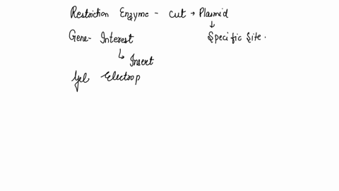 after-selecting-clone-carrying-the-gene-for-protein-p-its-cells-are-propagated-high-density-in-nutrient-broth-the-chimcric-plasmid-with-an-insert-of-the-gene-for-protein-p-is-then-extracted-24648
