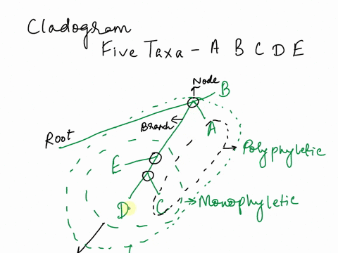 construct-a-cladogram-that-meets-the-following-criteria-25-marks-1-consists-of-five-taxa-a-b-c-d-e-2-taxon-a-is-the-sister-group-to-b-3-taxon-c-is-the-sister-group-to-d-4-taxon-e-is-the-sist-88875