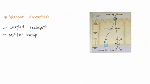 the-figure-below-shows-the-absorption-of-glucose-from-the-intestinal-lumen-which-one-of-the-following-statements-regarding-transporter-1-is-false-lurtn-nknnt-3-mlesnne-gucorelion-naihigh-hok-68613