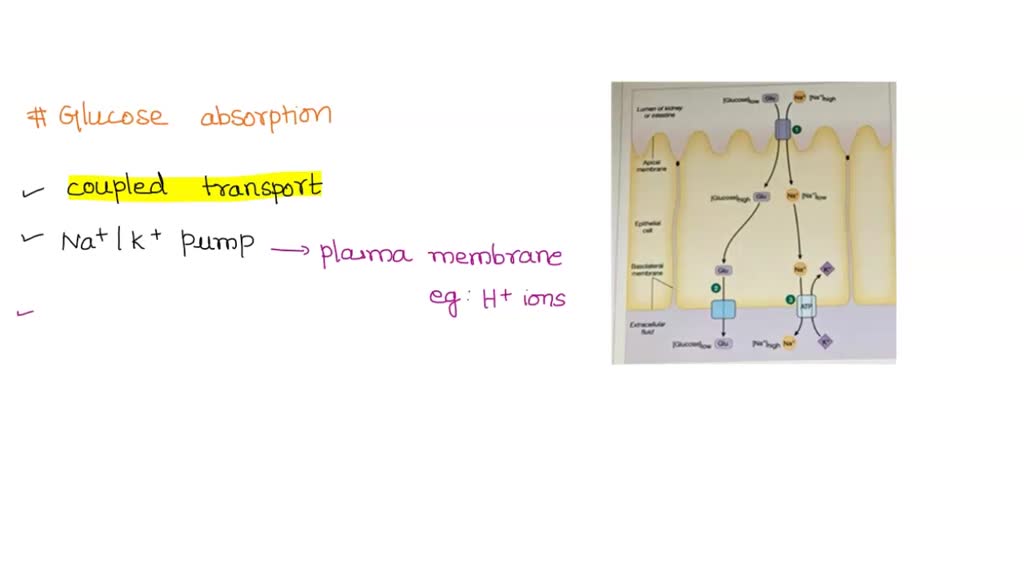 Which Of The Following Statements Regarding Glucose Absorption Is True SOLVED: The figure below shows the absorption of glucose from the