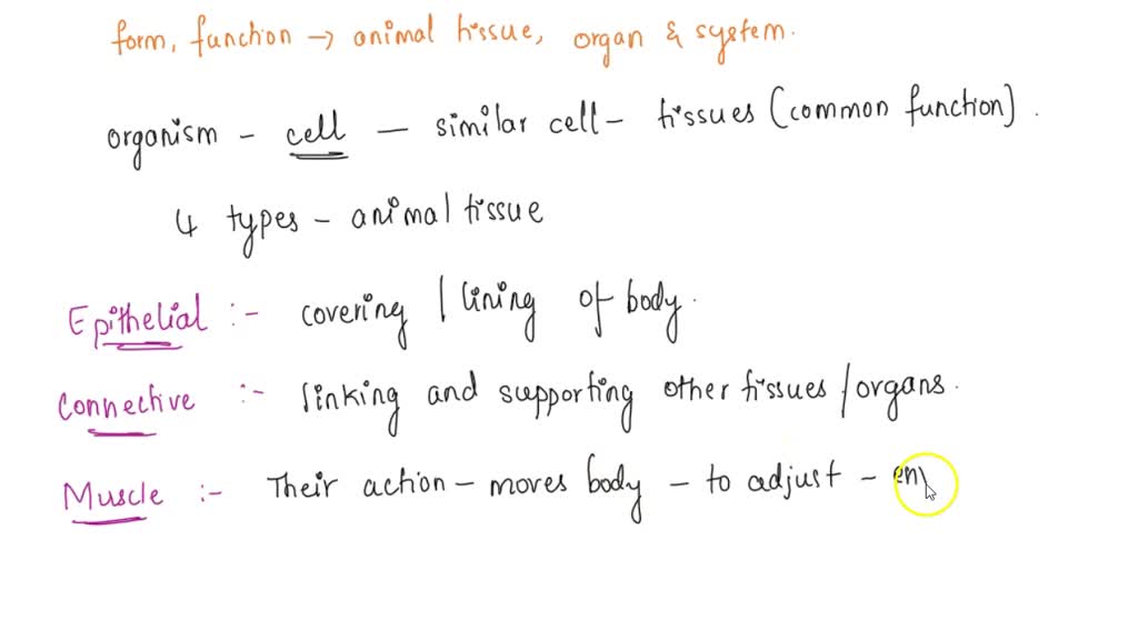 SOLVED: Describe the relationship between the form and function of animal tissues, organs, and systems. SOLVED: Describe the relationship between the form and function of animal tissues, organs, and systems.