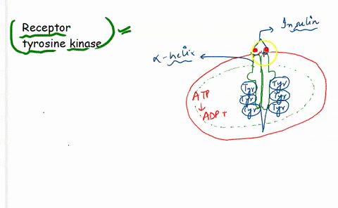 the-activation-of-receptor-tyrosine-kinases-is-characterized-by-a-dimerization-and-phosphorylation-3-37771