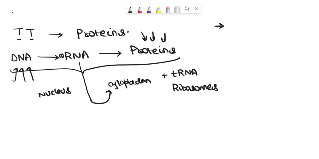 SOLVED: The Basics of Protein Synthesis: Put the following steps in the ...
