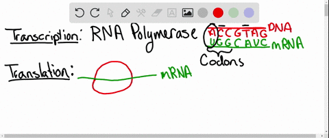 1-what-is-the-enzyme-complex-responsible-for-transcription-give-transcription-a-try-follow-the-instructions-to-create-an-mrna-molecule-using-complementary-base-pairing-remember-that-rna-does-19364