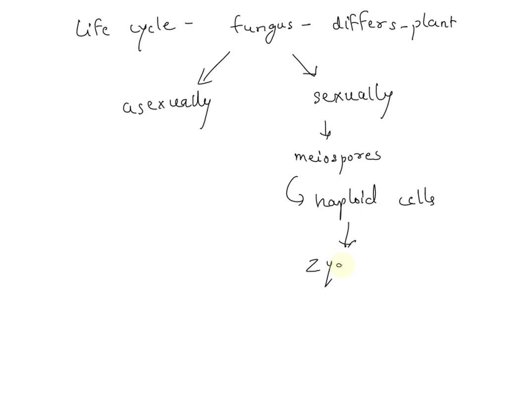 SOLVED How do the life cycles of most fungi differ from those of