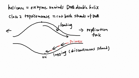 several-enzymes-participate-in-the-replication-of-the-main-chromosome-in-e-coli-during-elongation-the-dna-at-a-replication-fork-will-be-unwound-by-the-enzyme-in-front-of-the-replication-fork-13557
