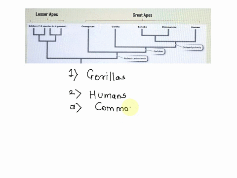 lesser-apes-great-apes-gibbon-14-species-in-4-genera-orangutan-gorilla-bonobo-chimpanzee-human-delayed-puberty-earlobes-robust-canine-leeth-the-characters-listed-do-not-represent-all-the-evo-47165