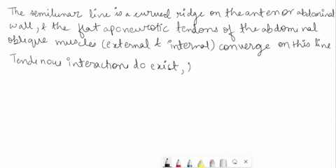 1-which-of-the-following-statements-regarding-the-anterolateral-abdominal-wall-musculature-is-correct-a-semilunar-line-is-a-midline-structure-and-the-lines-alba-is-situated-lateral-to-it-on-61049