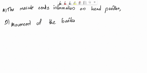 1how-do-organs-of-equilibrium-help-us-maintain-our-balance-a-the-macula-sends-information-on-head-position-and-the-crista-ampullaris-sends-information-on-rotation-movements-to-the-cerebellum-00349