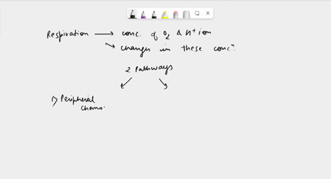 respiratory-physiology-example-essay-questions-how-is-the-neural-chemical-control-of-respiration-achieved-what-are-the-key-receptors-and-pathways-involved-describe-the-role-of-haemoglobin-in-58705