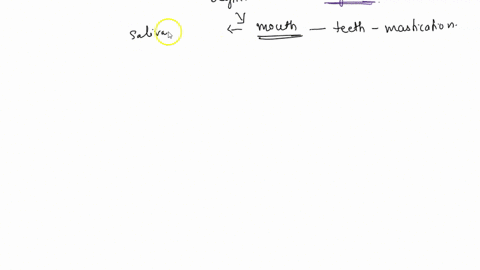 15-tracing-the-path-of-food-in-humans-which-step-is-out-of-order-first-a-mouth-pharynx-esophagus-small-intestine-stomach-large-intestine-32199