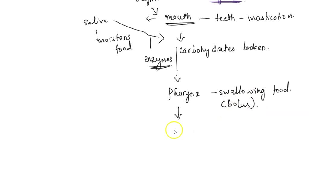 Solved 15 Tracing The Path Of Food In Humans Which Step Is Out Of Solved 15 Tracing The Path Of Food In Humans Which Step Is Out Of