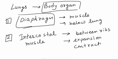 name-the-body-organs-which-help-lungs-during-the-process-of-breathing-49399