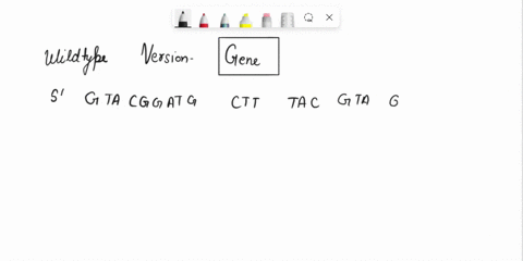 the-wildtype-version-of-a-very-short-gene-is-dna-5-gtacggatgctttacgtagggtga-3-3-catgcctacgaaatgcatcccact-5-and-is-translated-to-n-met-leu-tyr-val-gly-c-researchers-discover-variant-of-this-g-11575