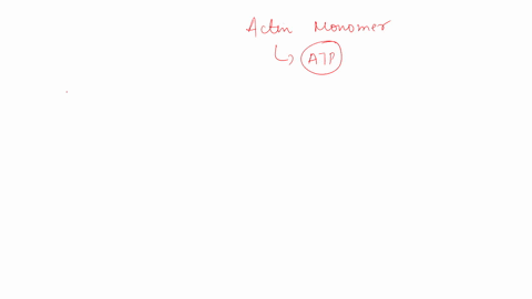 compared-to-the-normal-situation-in-which-actin-monomers-carry-atp-what-do-you-predict-would-happen-if-actin-monomers-that-bind-a-nonhydrolyzable-form-of-atp-were-incorporated-into-actin-fil-34952