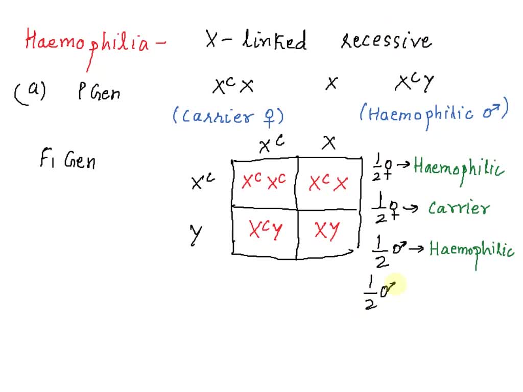 SOLVED: In humans, hemophilia (the reduced ability of the blood to clot ...