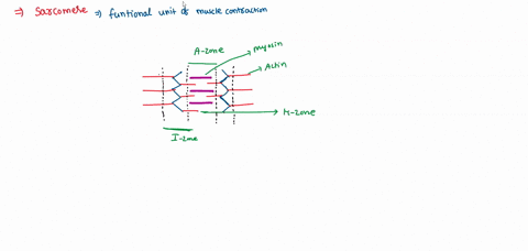 question-7-the-z-line-of-a-sarcomere-runs-through-ihe-middle-of-the-band-true-false-moving-to-another-question-will-save-this-response-37446