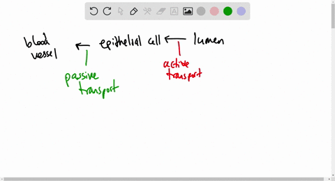 glucose-from-ingested-food-moves-from-the-lumen-of-the-small-intestine-through-an-epithelial-cell-and-into-the-bloodstream-as-shown-in-the-diagram-which-statement-about-this-movement-is-corr-03538