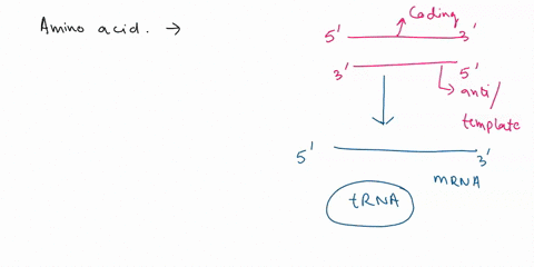what-sequence-of-amino-acids-is-coded-for-by-the-dna-sequence-tac-ggc-ata-cca-05475