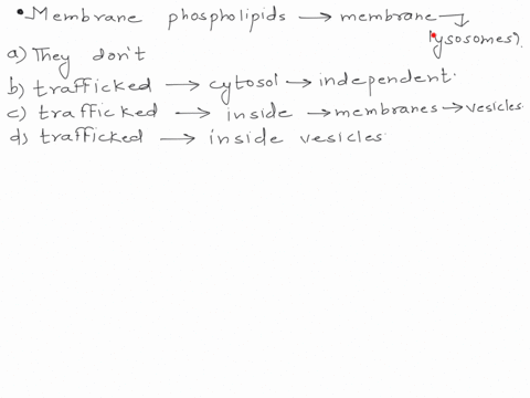 how-do-membrane-phospholipids-move-from-where-they-are-synthesized-to-the-membrane-of-lysosomes-thev-e-dont-bound-ribosomes-the-lysosoie-membrane-synthesize-the-phospholipids-in-place-thev-a-35334