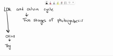 how-do-the-light-dependent-reactions-relate-to-the-calvin-cycle-53752