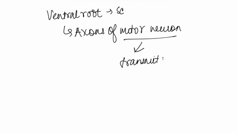 the-thalamus-the-amygdala-question-15-1-pts-the-ventral-root-of-a-spinal-nerve-contains-cell-bodies-of-sensory-neurons-located-in-ganglia-axons-ot-senson-neurons-0intemneurons-0-axons-of-mot-26046