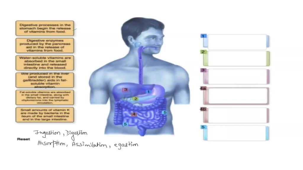 SOLVED: Put the processes of digestion and absorption of vitamins into ...