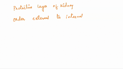 if-a-surgeon-cuts-through-the-protective-layers-surrounding-the-kidney-which-of-the-following-describes-the-order-she-would-encounter-from-most-external-to-most-internal-multiple-choice-peri-03167