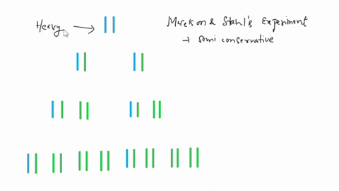 in-a-famous-experiment-matthew-meselson-and-franklin-stahl-grew-e-coli-cells-in-a-medium-containing-only-the-heavy-isotope-of-nitrogen-n15-these-cells-were-then-transferred-to-a-medium-with-70425