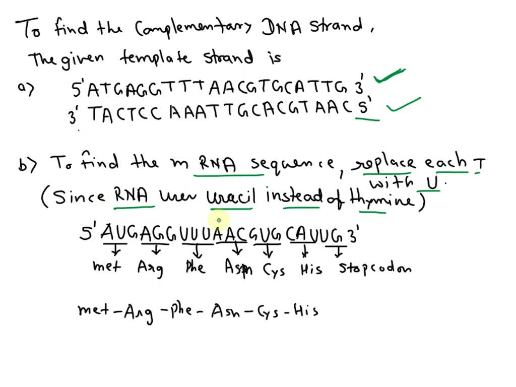 Solved: The Template Strand Of A Dna Segment That Codes For Mrna Has 