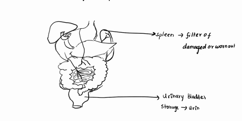 label-the-non-digestive-abdominal-contents-using-the-hints-if-provided-label-the-non-digestive-abdominal-contents-using-the-hints-it-provided-urinary-bladder-splenic-artery-splenic-vein-infe-28524
